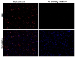 Invitrogen IBA1 Recombinant Mouse Monoclonal Antibody (HL22-MS) 100 &mu;L;