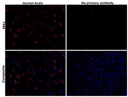 Invitrogen™ IBA1 Recombinant Mouse Monoclonal Antibody (HL22-MS)