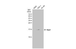 Invitrogen IBA1 Recombinant Mouse Monoclonal Antibody (HL22-MS) 100 &mu;L;