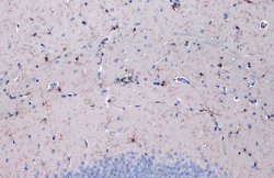 Invitrogen IBA1 Recombinant Rat Monoclonal Antibody (HL22-RT) 100 &mu;L;