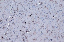 Invitrogen IBA1 Recombinant Rat Monoclonal Antibody (HL22-RT) 100 &mu;L;