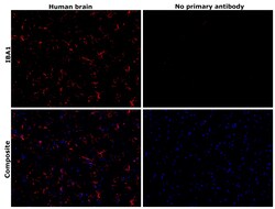 Invitrogen IBA1 Recombinant Rat Monoclonal Antibody (HL22-RT) 100 &mu;L;