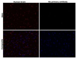 Invitrogen™ IBA1 Recombinant Rat Monoclonal Antibody (HL22-RT)