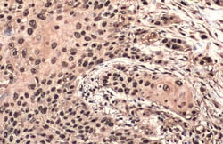 Invitrogen PAX3 Recombinant Rabbit Monoclonal Antibody (HL160) 100 &mu;L;