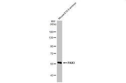 Invitrogen PAX3 Recombinant Rabbit Monoclonal Antibody (HL160) 100 &mu;L;