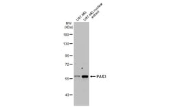 Invitrogen PAX3 Recombinant Rabbit Monoclonal Antibody (HL160) 100 &mu;L;