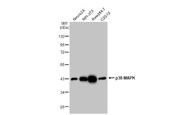 Invitrogen p38 MAPK Recombinant Rabbit Monoclonal Antibody (HL1006) 100