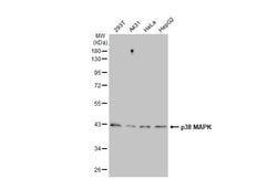 Invitrogen p38 MAPK Recombinant Rabbit Monoclonal Antibody (HL1006) 100