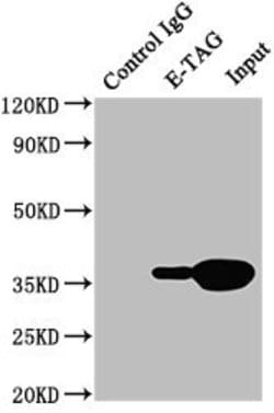 Invitrogen E Tag Monoclonal Antibody (11H12B3) 100 &mu;L; Unconjugated:Antibodies,
