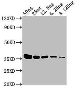 Invitrogen E Tag Monoclonal Antibody (11H12B3) 100 &mu;L; Unconjugated:Antibodies,