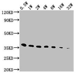 Invitrogen E Tag Monoclonal Antibody (11H12B3) 100 &mu;L; Unconjugated:Antibodies,