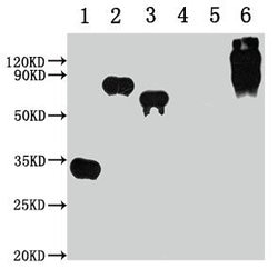 Invitrogen E Tag Monoclonal Antibody (11H12B3) 100 &mu;L; Unconjugated:Antibodies,