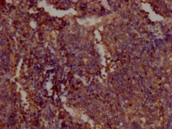 Invitrogen PKM Monoclonal Antibody (6C3C7) 100 &mu;L; Unconjugated:Antibodies,