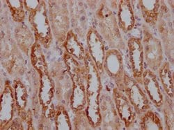Invitrogen PKM Monoclonal Antibody (6C3C7) 100 &mu;L; Unconjugated:Antibodies,