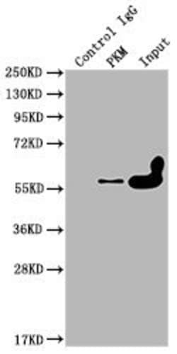 Invitrogen PKM Monoclonal Antibody (6C3C7) 100 &mu;L; Unconjugated:Antibodies,