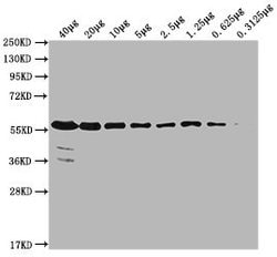 Invitrogen PKM Monoclonal Antibody (6C3C7) 100 &mu;L; Unconjugated:Antibodies,