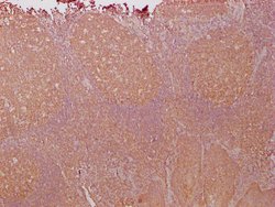 Invitrogen PKM Monoclonal Antibody (4C8E12) 100 &mu;L; Unconjugated:Antibodies,