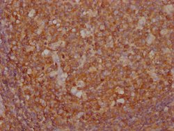 Invitrogen PKM Monoclonal Antibody (4C8E12) 100 &mu;L; Unconjugated:Antibodies,