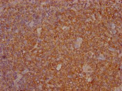 Invitrogen PKM Monoclonal Antibody (4C8E12) 100 &mu;L; Unconjugated:Antibodies,
