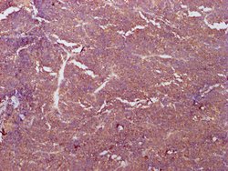 Invitrogen PKM Monoclonal Antibody (4C8E12) 100 &mu;L; Unconjugated:Antibodies,