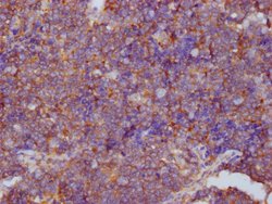 Invitrogen PKM Monoclonal Antibody (4C8E12) 100 &mu;L; Unconjugated:Antibodies,