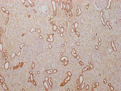 Invitrogen PKM Monoclonal Antibody (4C8E12) 100 &mu;L; Unconjugated:Antibodies,