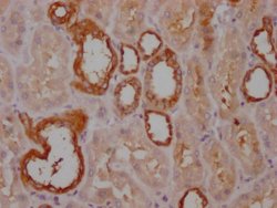 Invitrogen PKM Monoclonal Antibody (4C8E12) 100 &mu;L; Unconjugated:Antibodies,
