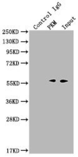 Invitrogen PKM Monoclonal Antibody (4C8E12) 100 &mu;L; Unconjugated:Antibodies,