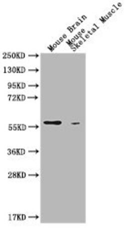Invitrogen PKM Monoclonal Antibody (4C8E12) 100 &mu;L; Unconjugated:Antibodies,