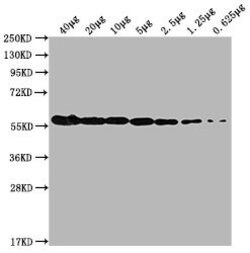 Invitrogen PKM Monoclonal Antibody (4C8E12) 100 &mu;L; Unconjugated:Antibodies,