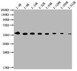 Invitrogen PKM Monoclonal Antibody (4C8E12) 100 &mu;L; Unconjugated:Antibodies,