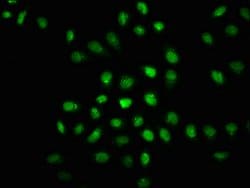 Invitrogen Phospho-PKR (Thr446) Recombinant Rabbit Monoclonal Antibody