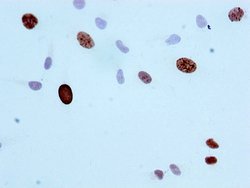Invitrogen Phospho-Histone H3 (Ser10) Recombinant Rabbit Monoclonal Antibody