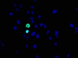 Invitrogen Phospho-Histone H3 (Ser10) Recombinant Rabbit Monoclonal Antibody