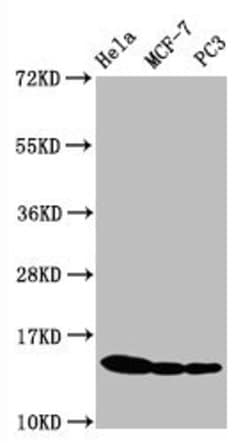 Invitrogen Phospho-Histone H3 (Ser10) Recombinant Rabbit Monoclonal Antibody