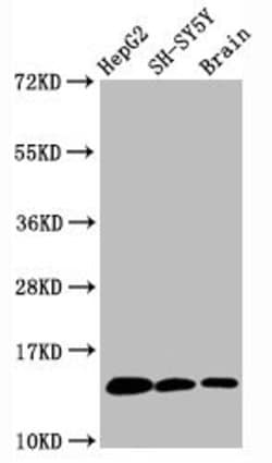 Invitrogen H3K36me1 Recombinant Rabbit Monoclonal Antibody (1F4) 100 &mu;L;