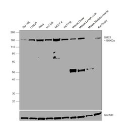 Invitrogen SMC1 Recombinant Rabbit Monoclonal Antibody (8C11) 100 &mu;L;