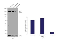 Invitrogen SMC1 Recombinant Rabbit Monoclonal Antibody (8C11) 100 &mu;L;