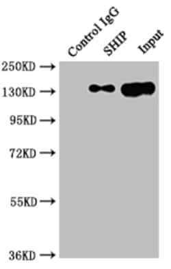 Invitrogen SHIP1 Recombinant Rabbit Monoclonal Antibody (9G11) 100 &mu;L;