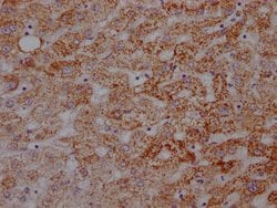 Invitrogen ATP5A1 Recombinant Rabbit Monoclonal Antibody (5G11) 100 &mu;L;