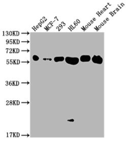 Invitrogen ATP5A1 Recombinant Rabbit Monoclonal Antibody (5G11) 100 &mu;L;