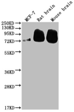 Invitrogen BACE1 Recombinant Rabbit Monoclonal Antibody (7G3) 100 &mu;L;