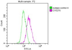 Invitrogen Nkx2.1 Recombinant Rabbit Monoclonal Antibody (6C11) 100 &mu;L | Buy Online | Invitrogen&trade; | Fisher Scientific
