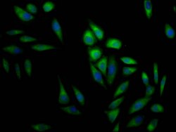 Invitrogen ERK2 Recombinant Rabbit Monoclonal Antibody (10C7) 100 &mu;L;
