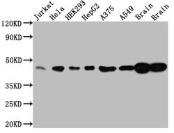 Invitrogen ERK2 Recombinant Rabbit Monoclonal Antibody (10C7) 100 &mu;L;