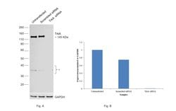 Invitrogen TrkA Recombinant Rabbit Monoclonal Antibody (2A5) 100 &mu;L;