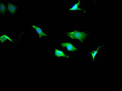 Invitrogen TPT1 Recombinant Rabbit Monoclonal Antibody (10A9) 100 &mu;L;