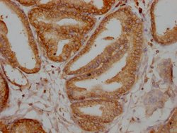 Invitrogen TPT1 Recombinant Rabbit Monoclonal Antibody (10A9) 100 &mu;L;