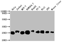 Invitrogen TPT1 Recombinant Rabbit Monoclonal Antibody (10A9) 100 &mu;L;