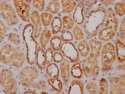 Invitrogen NDUFS3 Recombinant Rabbit Monoclonal Antibody (1H12) 100 &mu;L;